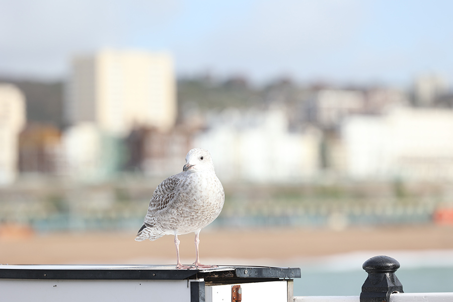 Brighton Sfeer 4 900